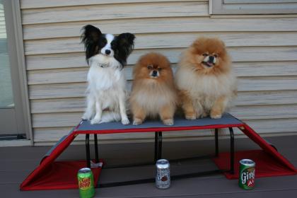 Three dogs sitting