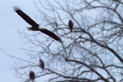 Bald Eagle