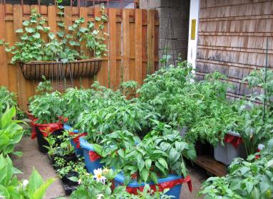 Container gardening