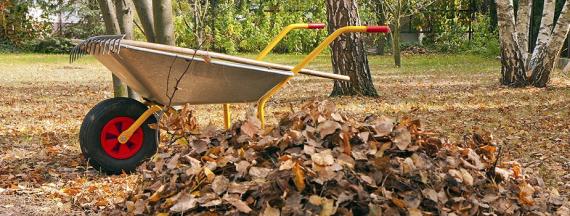 Fall Garden Cleanup