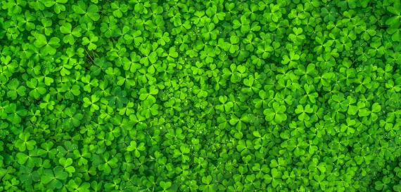 shamrock